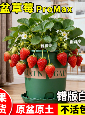 特大号草莓盆栽带果苗秧冬季盆栽原土原盆四季牛奶油红颜室内阳台