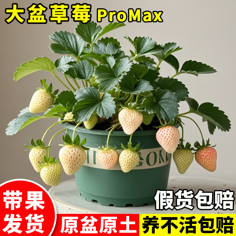 白草莓品种特大苗带果发货