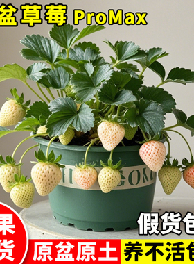 特大白草莓苗秧盆栽秋冬季四季结果带花果原土盆淡雪奶油室内阳台