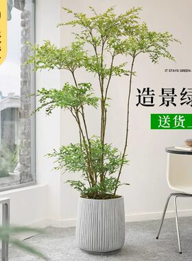 精品南天竹室内大型绿植盆栽