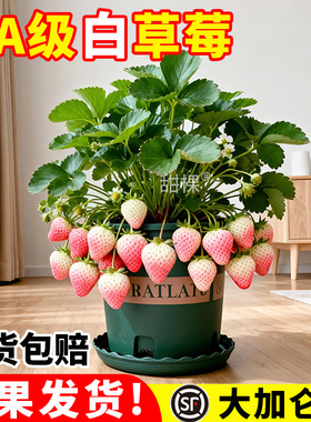 白草莓苗秧盆栽带果带盆四季结果特大号白牛奶淡雪草莓室内阳台