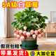 白草莓苗秧盆栽带果带盆四季 结果特大号白牛奶淡雪草莓室内阳台