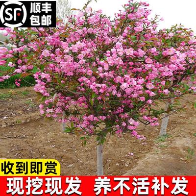 西府海棠树苗盆栽四季海棠