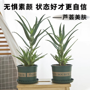 木立芦荟盆栽龙爪菊可食用美容护肤室内观赏绿植物多肉花卉鲜叶片