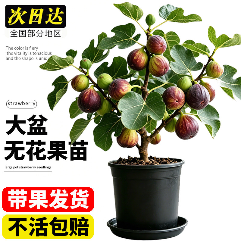 无花果树盆栽大果带叶盆栽矮化老桩当年结果南北方阳台庭院地栽