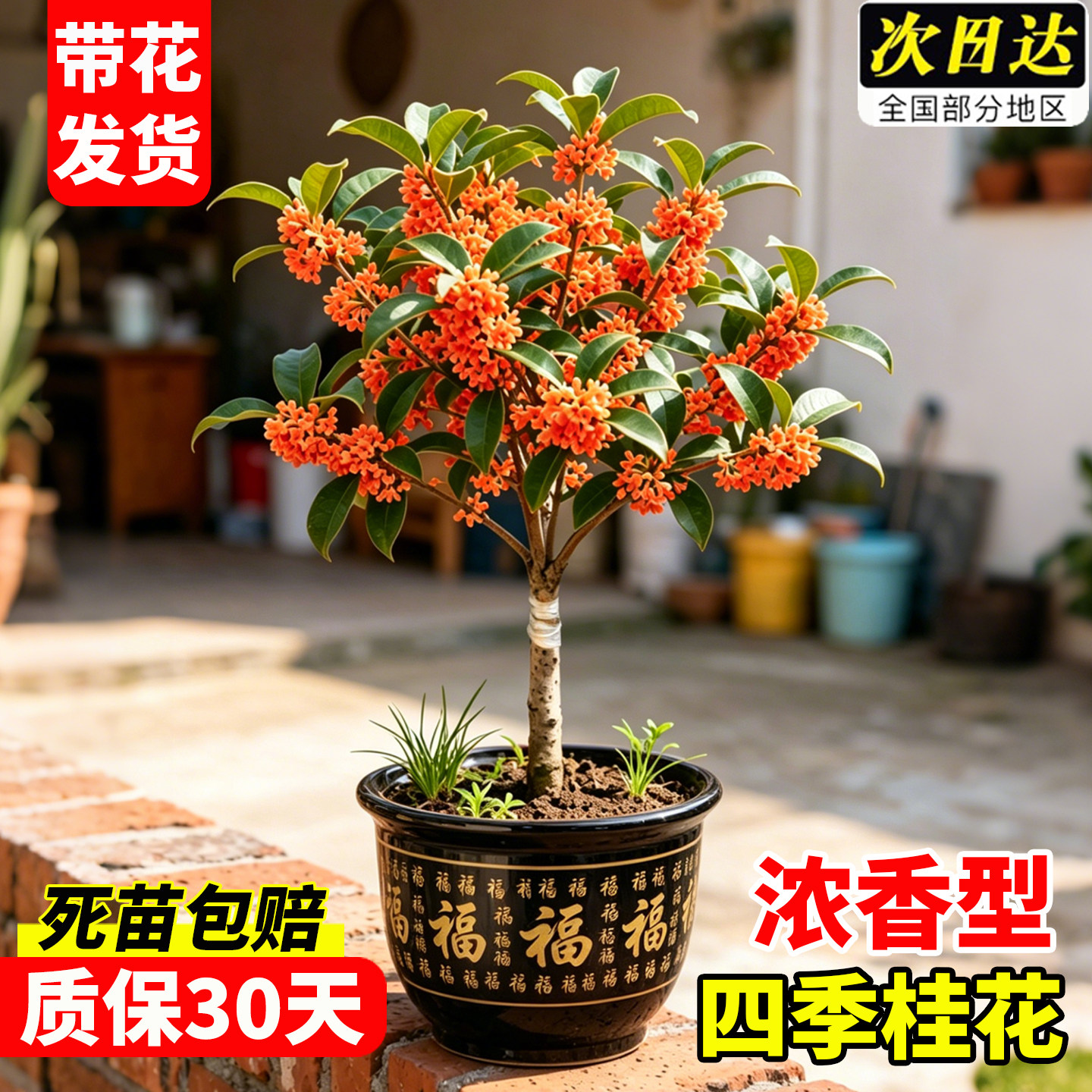 【带花苞发货】四季桂花盆景图片