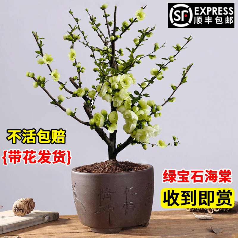 绿宝石海棠花盆栽四季开花植物室内重瓣花卉阳台绿植老桩树苗盆景