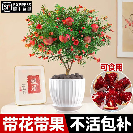 石榴花盆栽矮化盆景观赏果树苗室内庭院南北方四季水果树种植耐寒