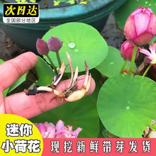 碗莲种藕水培植物带花苞种籽子小型荷花根苗睡莲水养室内四季开花