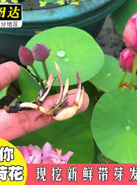 碗莲种藕水培植物带花苞种籽子四季小型荷花根苗睡莲水养室外开花