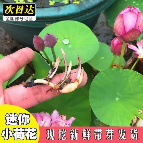 碗莲种藕水培植物带花苞种籽子