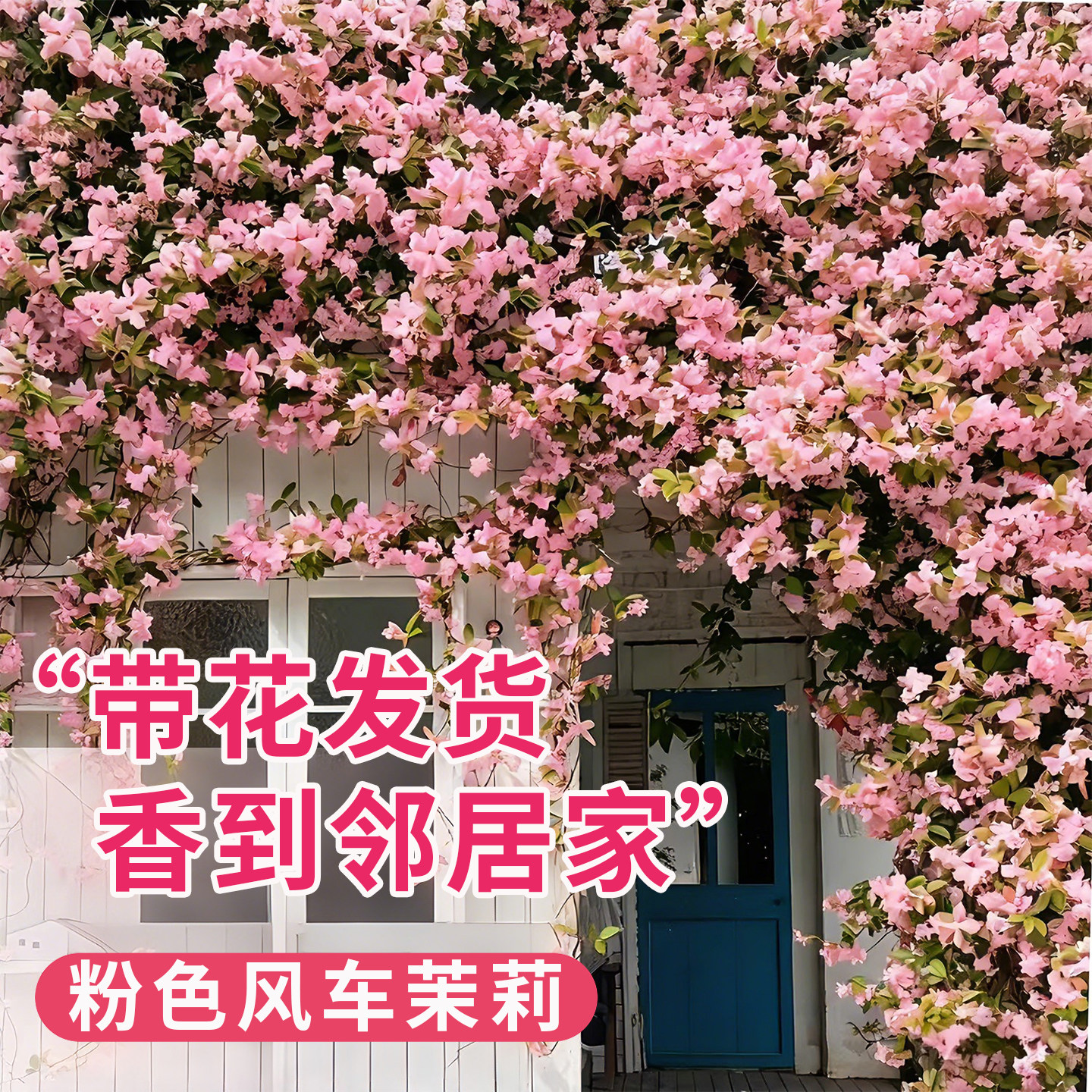 粉色风车茉莉苗爬藤植物大苗四季盆栽开花老桩庭院爬墙长绿绿花卉