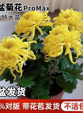 菊花大苗盆栽带花苞四季绣球菊老品种九月千头菊祭鲜花耐寒绿植物