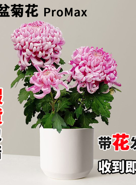 菊花大苗盆栽带花苞四季大花绣球菊九月千头菊耐寒开花卉绿植物