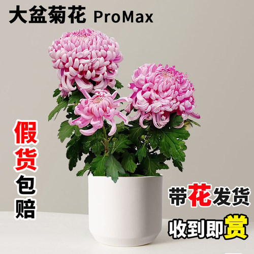 【带花苞带盆发货】菊花大苗