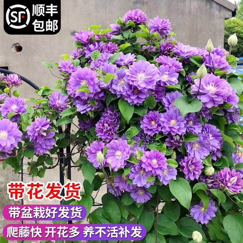 铁线莲盆栽大苗带花苞乌托邦银币円空庭院阳台爬藤植物四季开花卉