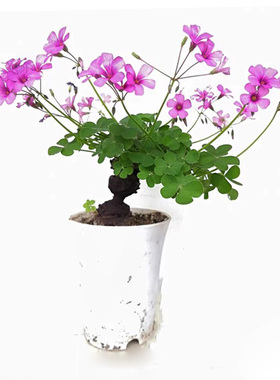 三叶草老桩小盆景炸酢浆草掌上微型盆造型幸运草种球四季花疙瘩桩