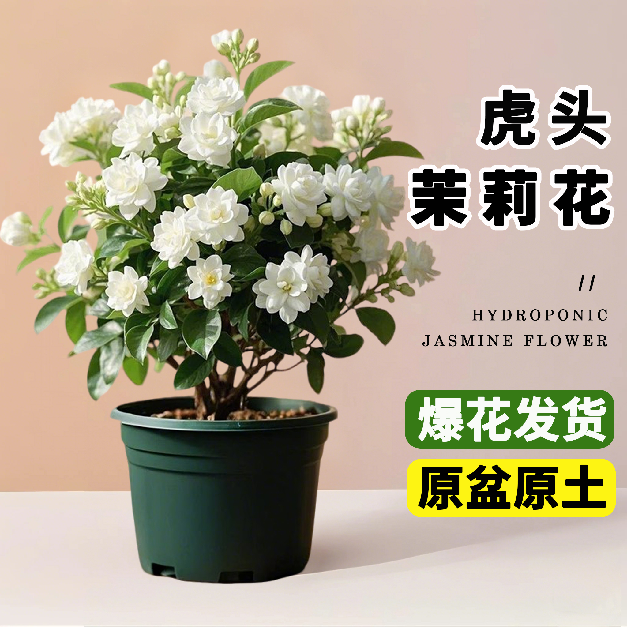 虎头茉莉花盆栽圆叶老桩