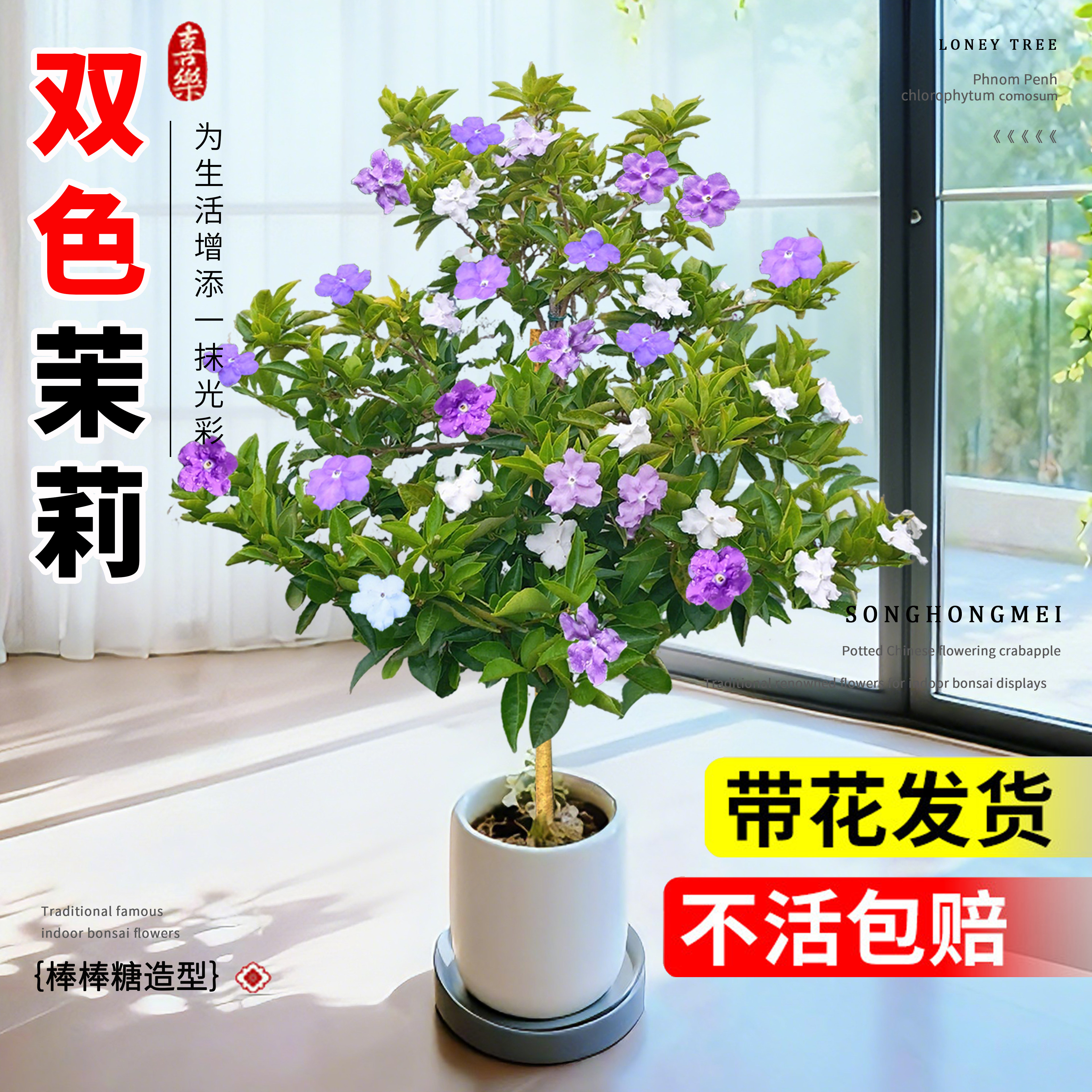 双色茉莉花盆栽带花苞四季老桩特级独杆棒棒糖鸳鸯茉莉树苗绿植物