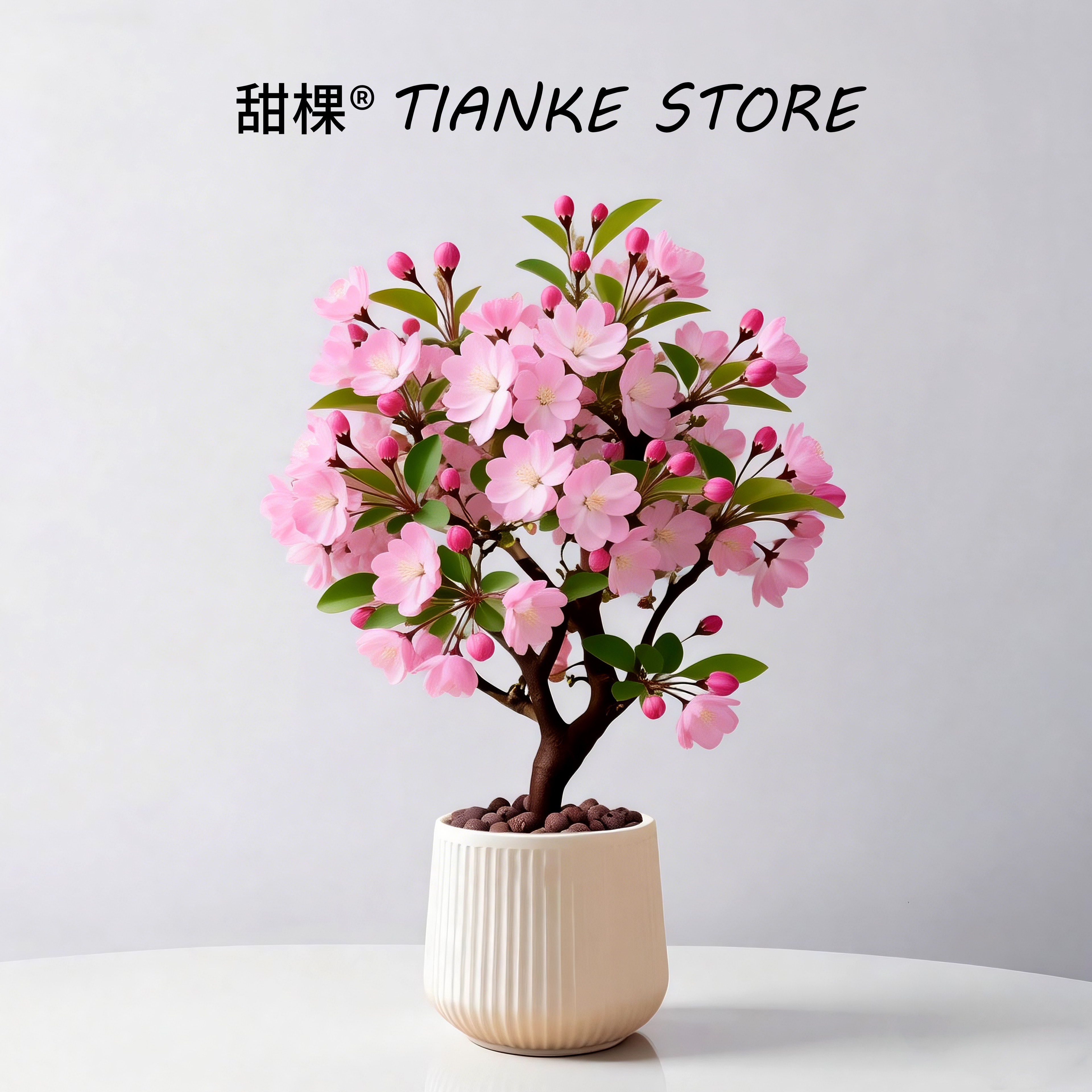 四季海棠花盆栽带花苞树苗开花老桩盆景重瓣阳台花卉植物耐寒