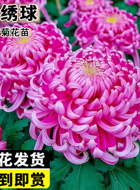 菊花盆栽大苗带花苞紫绣球菊大花九月菊带盆鲜花卉四季耐寒绿植物