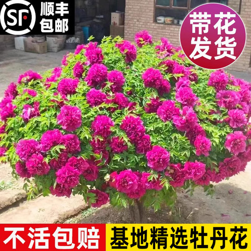 正宗室外牡丹花苗芍药