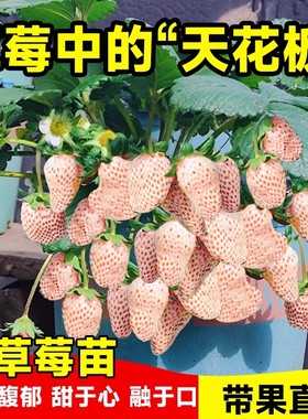 白草莓苗盆栽冬季淡雪带果花带盆土四季奶油草莓秧苗粉玉阳台种植