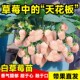 白草莓苗盆栽冬季 淡雪带果花带盆土四季 奶油草莓秧苗粉玉阳台种植