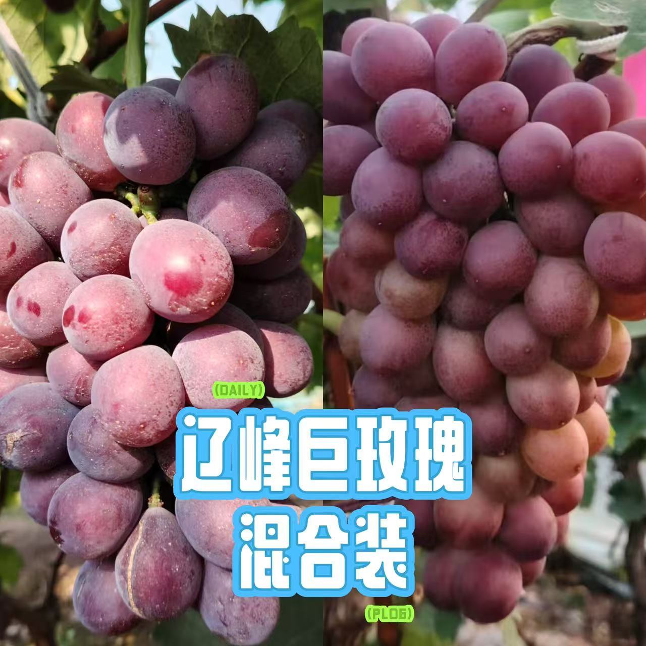 【京东包邮】辽宁灯塔辽峰巨玫瑰双拼农家自种植现采现发