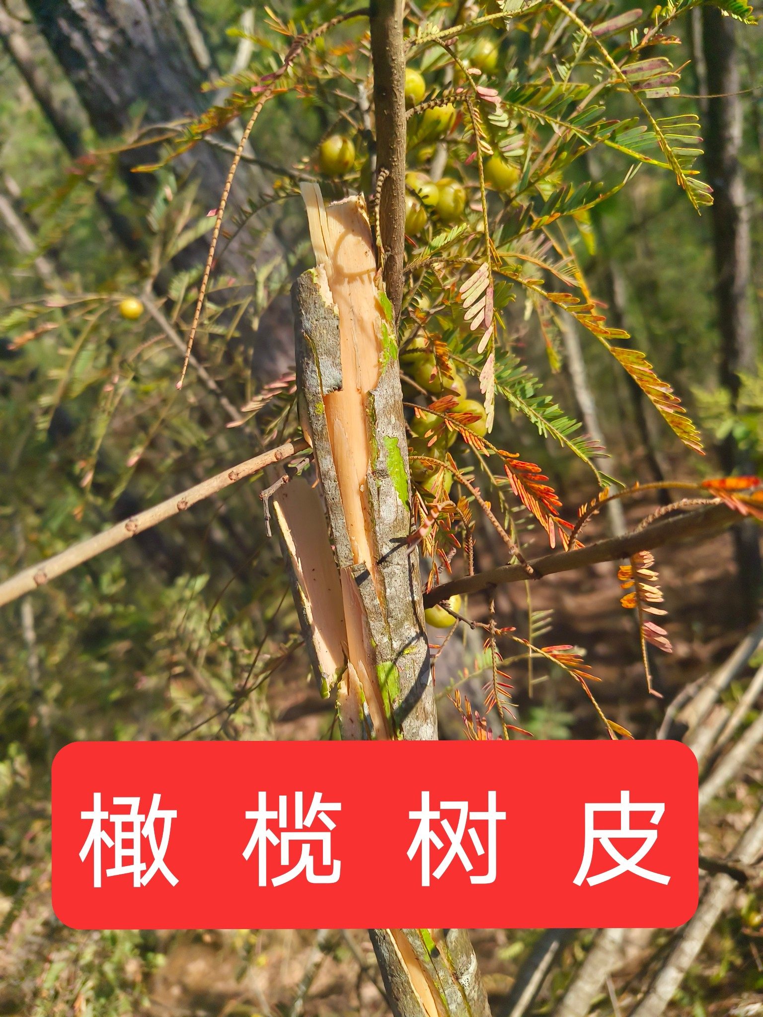 滇橄榄中药材 云南野生橄榄树皮 新鲜橄榄 橄榄树枝 下单现采