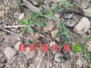 新鲜糯米藤根糯米菜蔓薴麻捆仙绳米浆藤糯米团红米藤雾水葛原生态