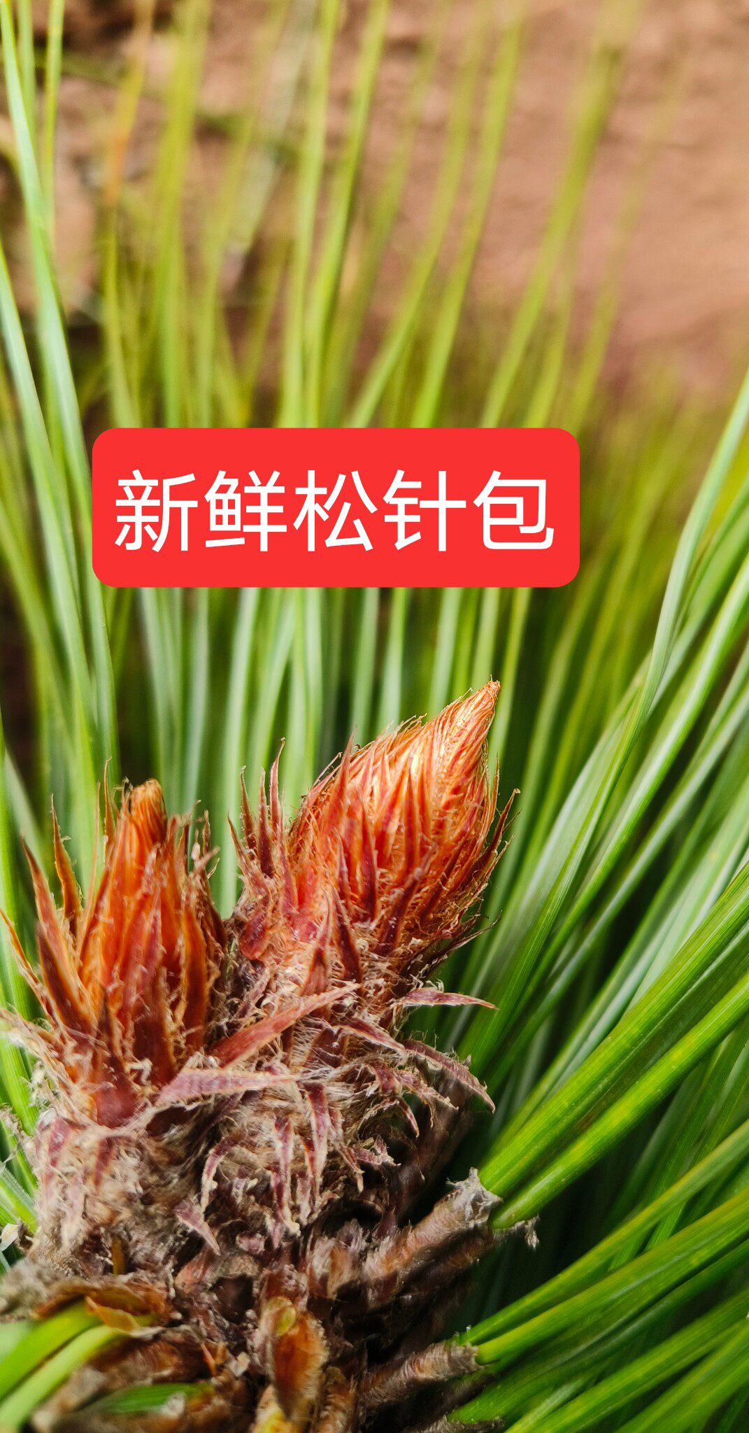 云南松笔头中药松树尖松树嫩芽松树梢松木笔松树蕊鲜货