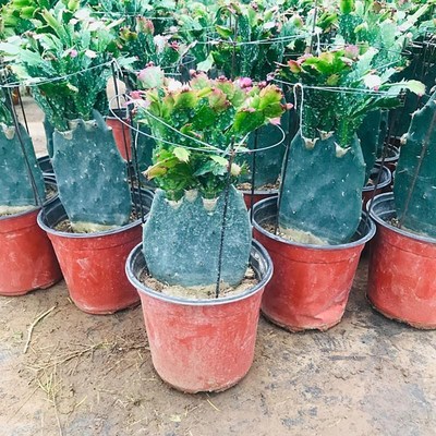 嫁接蟹爪兰仙人掌嫁接q双层单层三层带土球多肉植物盆景花卉盆栽