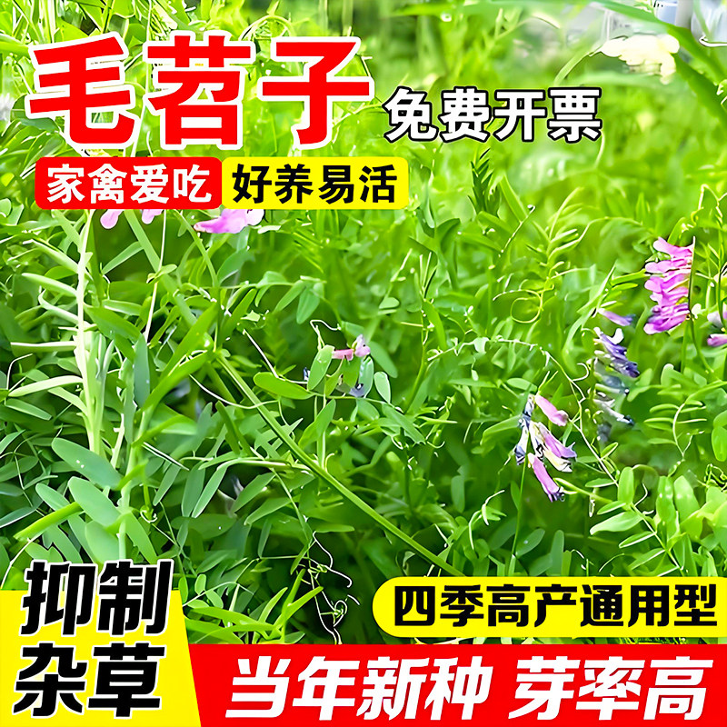 绿肥种籽苕子种长柔毛野豌豆种子果园紫花苕养蜂蜜源草种子毛苕子