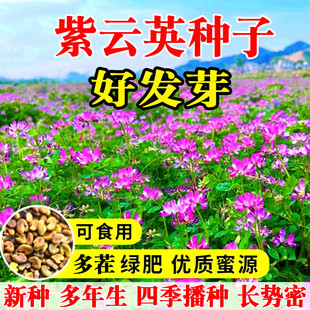 紫云英种子红花草籽翘摇芽苗菜观赏养蜂蜜源牧草果园有机绿肥种籽