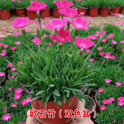 欧石竹穴盘苗花苗彩虹石竹初吻杂交庭院花卉白花康乃馨四季开花