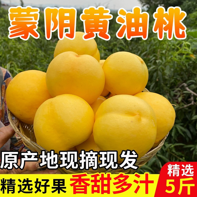 山东露天黄油桃黄皮黄肉油桃非毛桃孕妇宝宝脆甜可放软桃整箱包邮