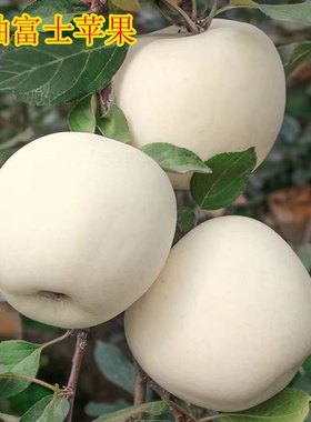 山东奶油白苹果脆甜苹果现摘新鲜整箱包邮奶油苹果五斤