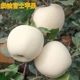 山东奶油白苹果脆甜苹果现摘新鲜整箱 包邮 奶油苹果五斤