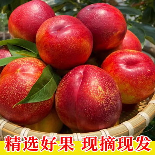 山东正宗黄肉油桃新鲜脆甜黄心油桃孕妇桃子当季麻点油桃孕妇桃子