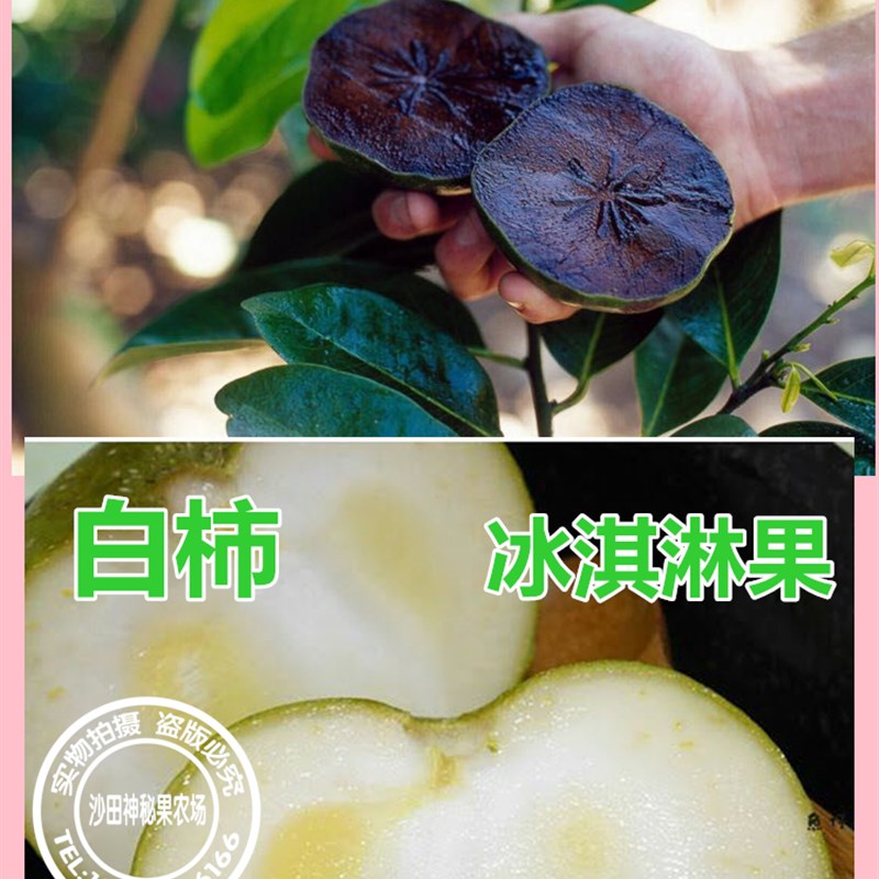 柿子苗白柿树苗和红柿子水果树苗盆栽地栽南北方种原袋不修剪东莞