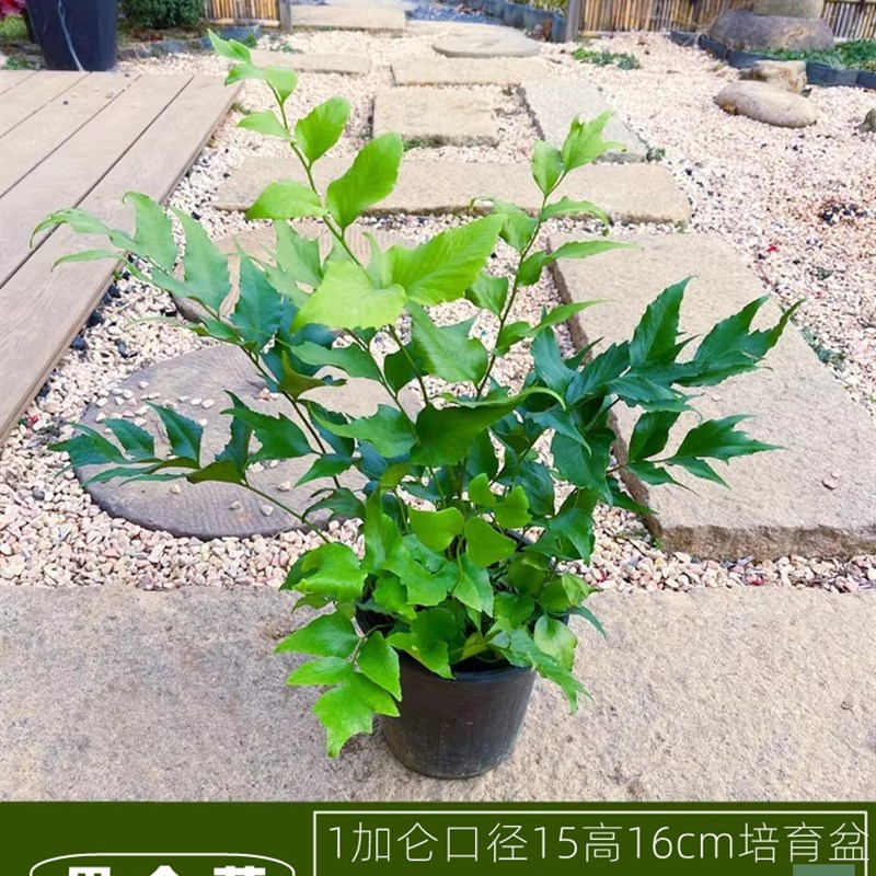 耐寒彩虹蕨肾蕨盆栽火焰鸟巢蕨阴生富贵耐阴四季常青花镜蕨类植物