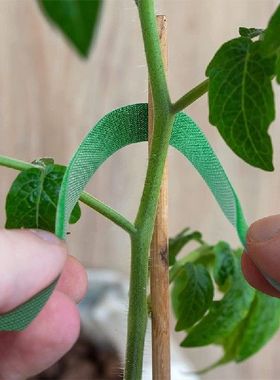 极速Green Adhesive Fastener Garden PlaHnt Binding Nylon Plan