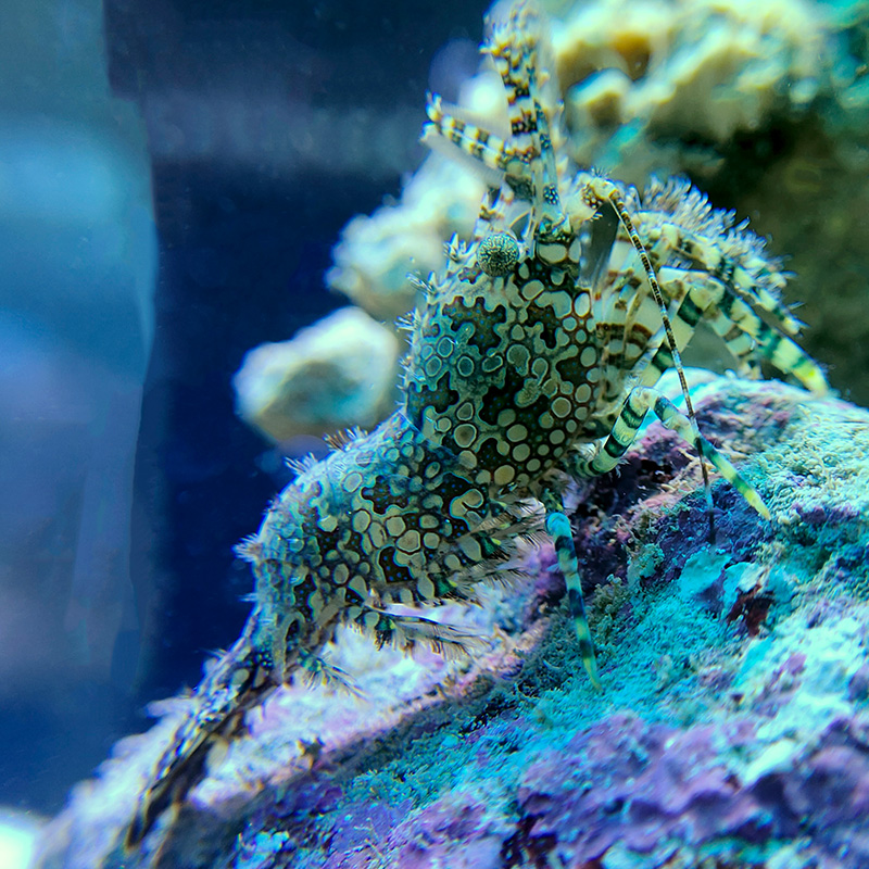 极速假绵羊d虾 除藻虾 除毛藻 海缸清洁工具清道夫海水缸除藻吃藻