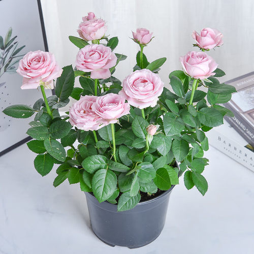 极速玫瑰花盆g栽月季花苗带花苞室内庭院花卉果汁阳台绿植大红色