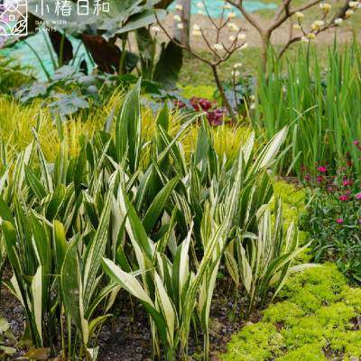 极速小椿日和 花叶锦叶q一叶兰观叶绿植锦化植物切叶素材斑叶室内