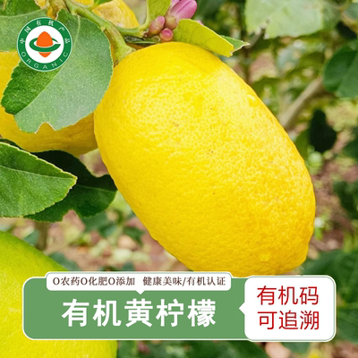 云南有机黄柠檬 新鲜香水柠檬无籽柠檬自然熟无农残不打蜡黄柠檬