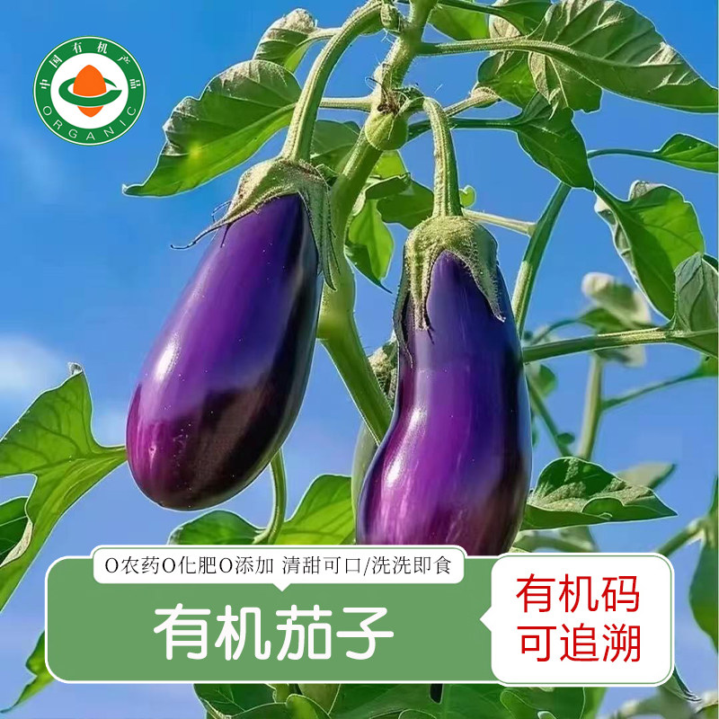 【新品上市】有机茄子 新鲜有机蔬菜紫茄子