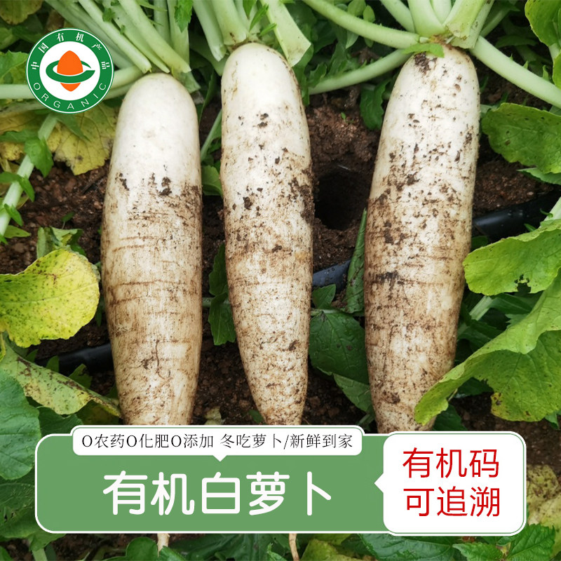 有机白萝卜 有机蔬菜新鲜现挖现发农家自种山东萝卜,水产肉类/新鲜蔬果/熟食,萝卜/胡萝卜,淘宝优惠券,粉丝福利购,淘宝优惠卷