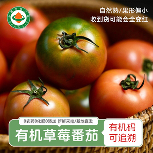 云南有机草莓番茄 云南有机自然熟西红柿原生态甜番茄柿子